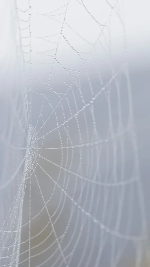 Close up of spider web with dew drops moving in breeze Stock Footage 328808084