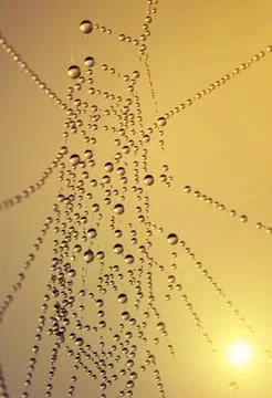 Close up of spider web with dew drops Foto stock