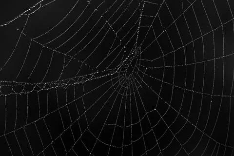 Close-up of a spider web with dew drops isolated from a black background Stock Photos