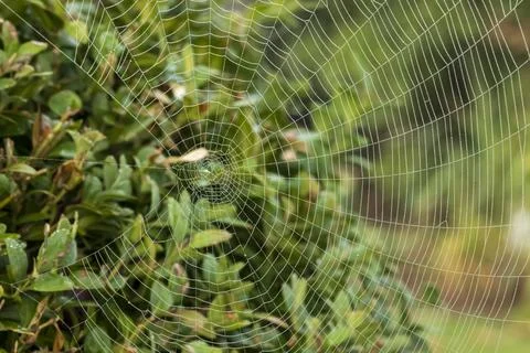 Close-up of a spider web with dew drops against a green background Stock Photos