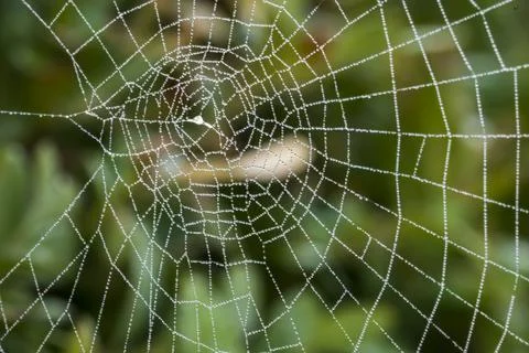 Close-up of a spider web with dew drops against a green background Stock Photos