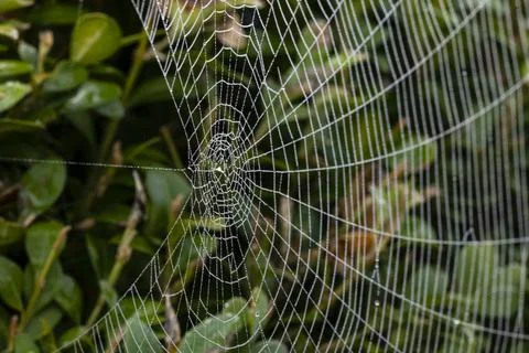 Close-up of a spider web with dew drops against a green background Stock Photos