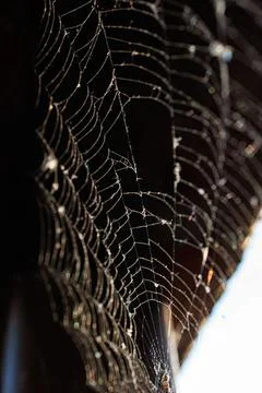 Close-up of spider web with dew drops on dark background Stock Photos