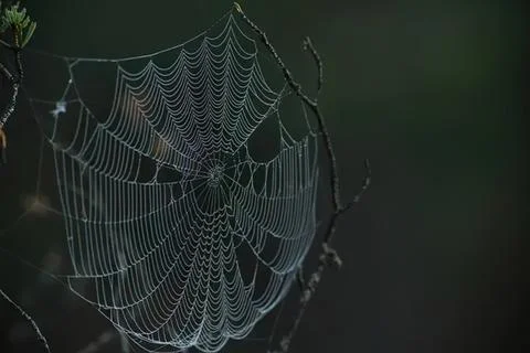 Close-up of a spider web with dew drops in a dark forest Stock Photos
