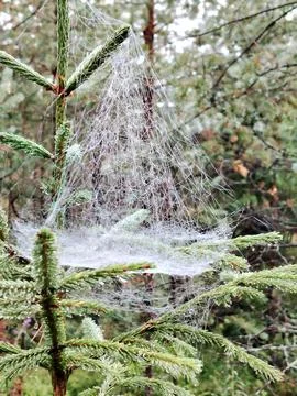 A close-up of a spider web in dew or fog on the green branches of a young spruce 스톡 사진