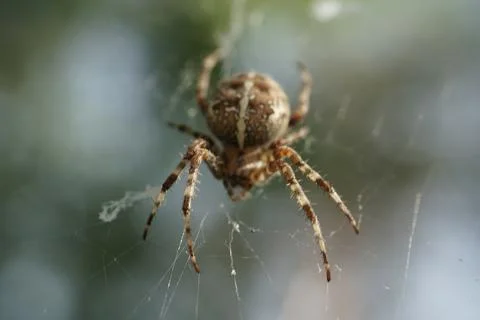 Close-up of spider on web with dramatic light and blurred background Stock Photos