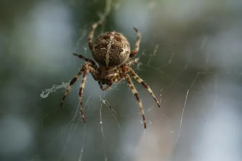 Close-up of spider on web with dramatic light and blurred background Stock Photos