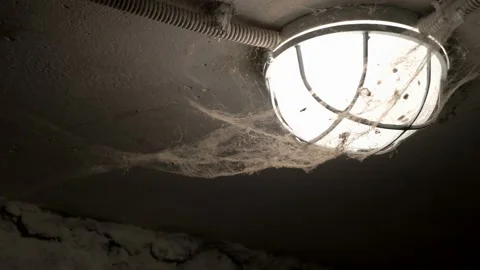 A close-up of a spider web with flies and spiders, which has entangled a Stock Footage 163521144