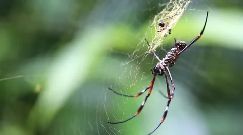 Close up spider on web Stock Footage 66501224