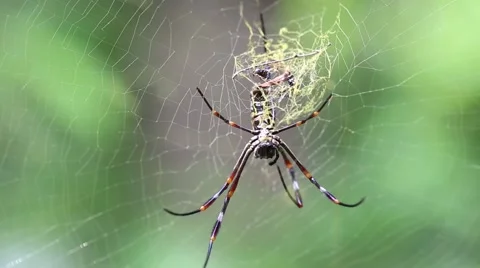 Close up spider on web Stock Footage 66501255