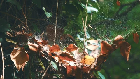 Close up of a spider web Stock Footage 91357747