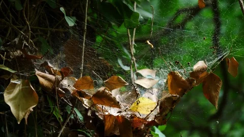 Close up of a spider web Stock Footage 91572444