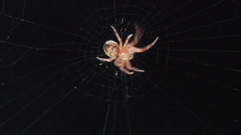 Close-up of a spider on the web Stock Footage 104765513