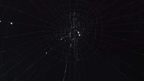 Close-up of a spider on the web Stock Footage 104767509
