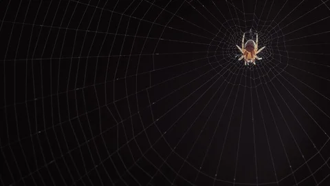 Close-up of a spider on the web Stock Footage 104768067