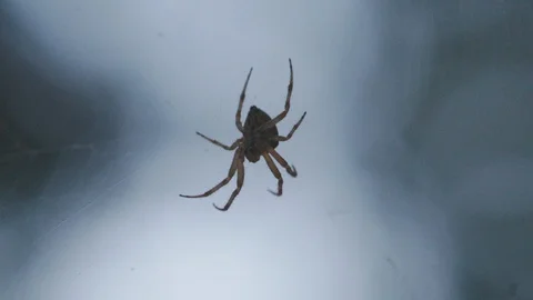 Close up of spider on a web Stock Footage 121135172