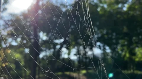 Close up spider web Stock Footage 161941003