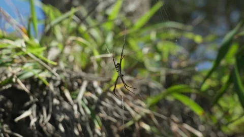 Close up of Spider in Web 스톡 동영상 297717478