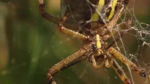 Close-up of a Spider in the Web Stock Footage 314896485