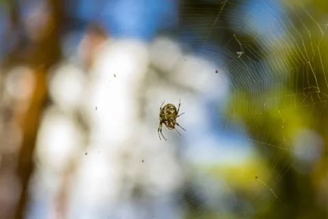 Close-up spider in web on the forest (Araneus diadematus) Foto stock