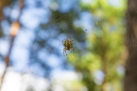 Close-up spider in web on the forest (Araneus diadematus) Stock Photos