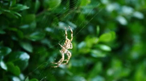 Close-up of a spider on web in garden. Stock Footage 46865178