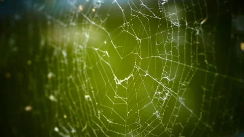 Close up of a spider web on green background Stockbeeldmateriaal 73626596
