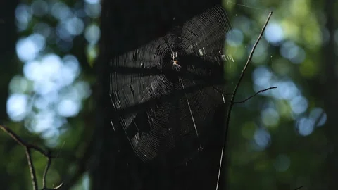 Close up of a spider web illuminated in the sun. Macro. Stock Footage 207101131
