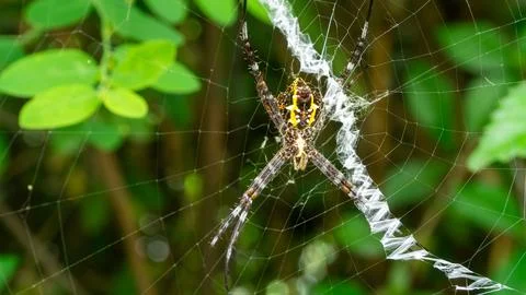 Close-Up of Spider in Web with Intricate Patterns on Green Background 스톡 사진