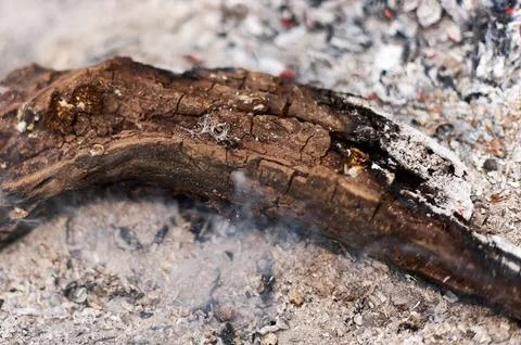 Close-up of a spider web on a log in a fire surrounded by ashes. Stock Photos