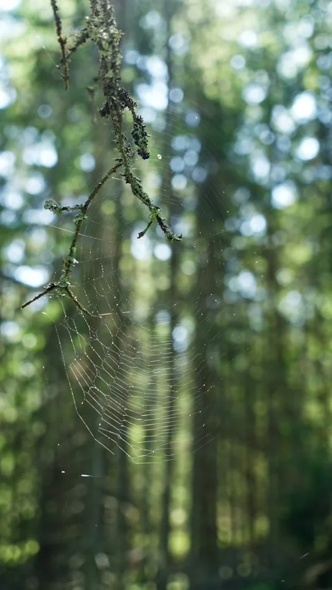 Close-up of a spider web with morning dew on a forest branch Stock Footage 315213922