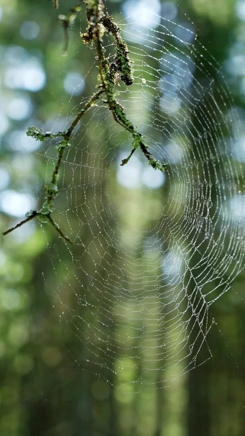 Close-up of a spider web with morning dew on a forest branch Stock Footage 315214058