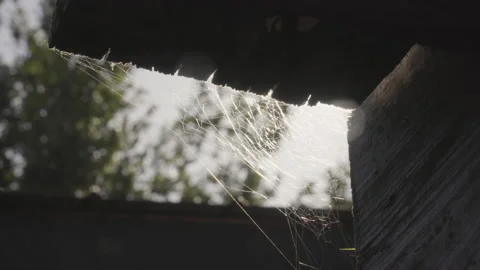 Close up of spider web moving with the wind Stock Footage 138720566