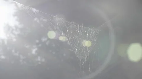 Close up of spider web moving with the wind Stock Footage 138816714