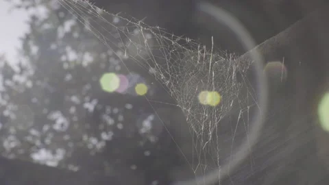 Close up of spider web moving with the wind Stock-Footage 138817042