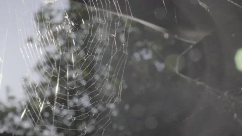 Close up of spider web moving with the wind Stock-Footage 138825614