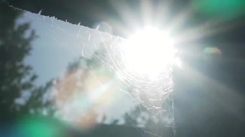 Close up of spider web moving with the wind Stock Footage 138903753