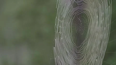 Close up of a spider web in nature swaying in the wind Stock Footage 314797733