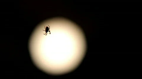 Close up of Spider in Web at Night Stock-Footage 770530
