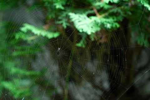 Close-up of the spider web or cob web with midges and flies on warm backgroun Stock Photos