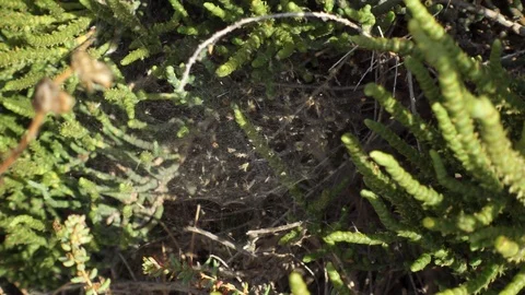 Close up of spider web outdoors. White threads of cobwebs on sunny day in grass Video stock 111336803