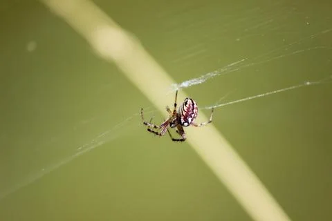 Close-up of spider in the web Stock Photos