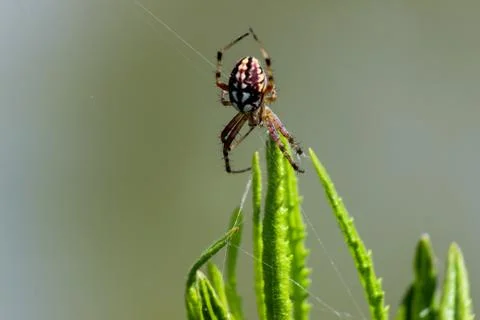 Close-up of spider in the web Stock Photos