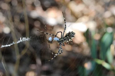 Close-up of spider in the web Stock Photos
