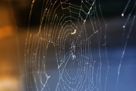 A Close up of A Spider Web Stock Photos