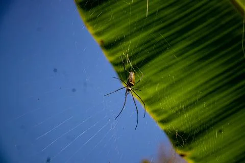 Close up of spider on web Stock Photos