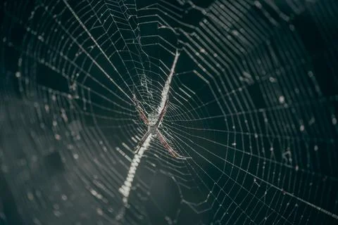 Close up of a spider in a web Stock Photos