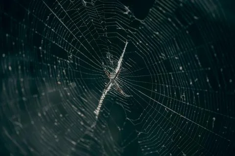 Close up of a spider in a web Stock Photos
