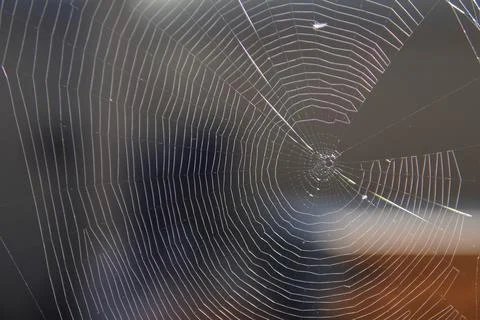 A close-up of a spider web. 스톡 사진