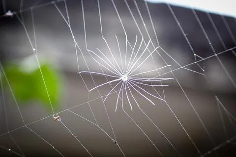 Close Up of a Spider Web Stock Photos